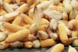 La solicitud del panel se anuncia tras el fracaso de consultas formales para resolver las diferencias sobre el uso de maíz