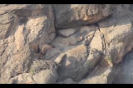 na pareja de águila real fue documentada en su nido dentro del Área de Protección de Flora y Fauna Ocampo, en Coahuila, lo que confirmó su reproducción en la zona.