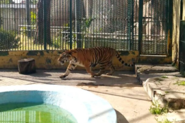 Una tigresa de bengala fue asegurada por autoridades policiacas y se SEMARNAT en Zapopán, Jalisco. FOTO: X