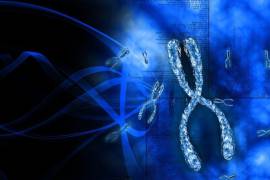 El primer cromosoma “proto-Y” era originalmente del mismo tamaño que el cromosoma X y contenía todos los mismos genes.