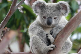 Peligra el koala, puede desaparecer de algunos parajes del este de Australia