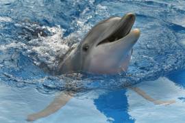 La delfín Winter nada en un tanque en Clearwater, Florida. Winter, protagonista de las películas “Dolphin Tale”, murió a pesar de los esfuerzos de los expertos en cuidado animal para salvar vidas. AP/Chris O’Meara
