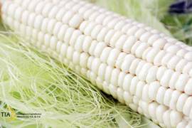 El precio medio rural de maíz blanco en el país durante diciembre fue de 6 mil 630 pesos por tonelada, un aumento mensual de 3.3 por ciento y anual de 20 por ciento