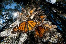Baja población de mariposa monarca en Nevado de Toluca, tras Legalización de la tala