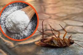 Hay varias medidas que puedes tomar para evitar que las cucarachas entren a tu hogar.