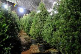 A partir del 8 de enero, el municipio de Saltillo habilitará centros de acopio para pinos navideños naturales, con el fin de evitar su abandono en la vía pública.