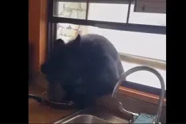 Un oso negro abrió la ventana de la cocina de una cabaña en Arteaga para alcanzar una sartén con comida.
