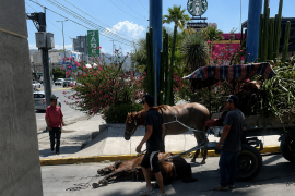 El caballo colapsó mientras jalaba un carromato sobre el bulevar Independencia, lo que movilizó a autoridades municipales.