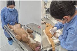 Las mascotas son valoradas previamente por personal médico veterinario para verificar que cumplan con las condiciones necesarias para la esterilización.