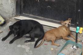 Las mascotas también sufren golpes de calor, por lo que se recomienda que no les fale agua fresca.