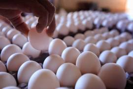 “Las gallinas ponen pocos huevos en invierno”, indicó el titular de Profeco, Ricardo Sheffield