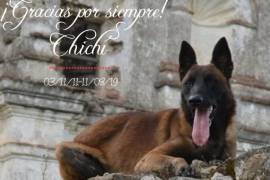 ¡Adiós Chichí! Muere perro rescatista del 19-S