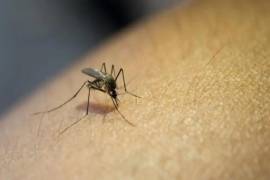 El mosquito transmisor del dengue, se encuentra presente en zonas con agua estancada, principal vector de la enfermedad.