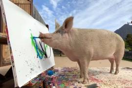 Él es 'Pigcasso', el cerdito que pintó un retrato del Príncipe Harry en Sudáfrica