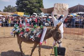 Caracterizan a burro de la cepa Coronavirus para Feria Nacional de Otumba.