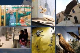 31 datos y curiosidades del Museo de las Aves de México en Saltillo