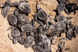 Puerto Vallarta es uno de los estados santuario para las tortugas