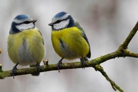 PETA pide que no uses la expresión 'matar 2 pájaros de un tiro'