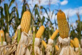 El decreto de México prohíbe la importación y el cultivo de maíz transgénico para consumo humano.