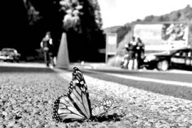 Migración. De los millones de mariposas que emprenden el viaje, un gran número se queda en el camino.