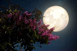 ¿Qué es la Luna llena de las flores?... la última superluna que 2020 se podrá ver en México