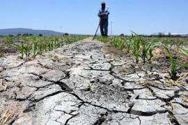 El clima adverso deja pérdidas millonarias a los productores de la Región Lagunera.