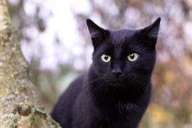 Los felinos negros permanecen bajo vigilancia especial durante Halloween y Día de Muertos para evitar maltrato.