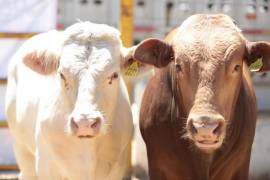 Personal técnico aplica tratamientos preventivos en bovinos para controlar la propagación del gusano barrenador, protegiendo la producción ganadera y la salud animal en diversas regiones del país.