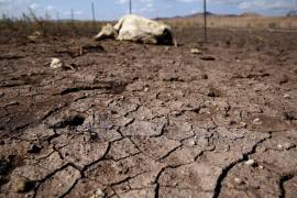 La sequía obliga a vender animales de manera anticipada para evitar mayores pérdidas.