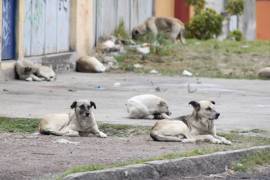 Con tantos perros abandonados, los problemas sanitarios están a la orden del día.