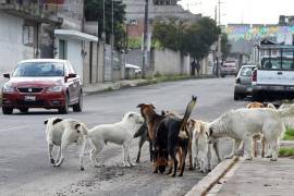 Los dueños de animales que deambulen por las calles, serán sancionados económicamente, de acuerdo con la nueva Ley de los Derechos de los Seres Sintientes.