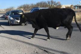 Autoridad sancionará a dueños de animales que anden sueltos en la vía pública, ya que son un peligro.