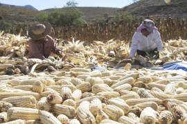 Este desempeño es consecuencia de que el gobierno lopezobradorista dio un enfoque hacia la autosuficiencia alimentaria, principalmente en maíz y frijol