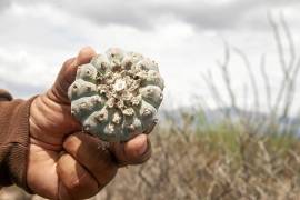 El peyote está regulado y restringido en México debido a sus efectos psicoactivos (es una droga).