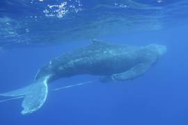 6/03/2019. Una ballena jorobada joven es liberada de equipo de pesca por personal entrenado cerca de Makena Beach, Hawai.