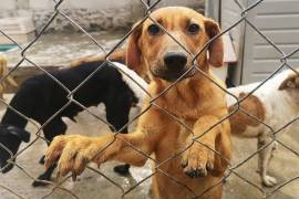 Se estima que en México siete de cada 10 animales de tipo domésticos sufren de algún tipo de maltrato.