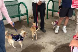 El alcalde de Ramos Arizpe informó sobre nuevas acciones de esterilización y control canino en el municipio.