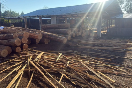 La FGE aseguró madera, maquinaria y vehículos en un inmueble de Villa Paraíso, Altamirano, tras un cateo por presunto acopio de recurso forestal sin autorización.
