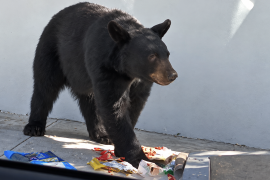 El oso fue captado entre bolsas y envolturas de comida en un sector residencial de Valle de San Ángel, en San Pedro Garza García.