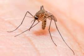 La Malaria es causada por un parásito que es transmitido por los piquetes de mosquito