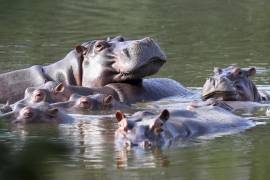 Los llamados “hipopótamos de la cocaína” son descendientes de los animales que Escobar importó ilegalmente a su rancho en Colombia en la década de 1980, cuando era el capo más temido de su país.