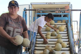Trabajadores revisan y clasifican melón en línea antes de su distribución en puntos de venta locales.
