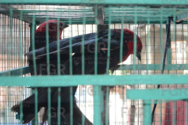 Un juez federal validó datos de la FGR y abrió proceso penal contra dos personas detenidas con decenas de ejemplares de fauna silvestre en un tianguis ganadero.