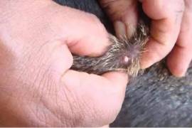 La dependencia detalló que la mayor concentración de reportes se ubica en el Istmo, con mil 24 casos.