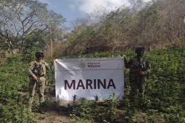La dependencia indicó que el plantío fue erradicado e incinerado en el lugar conforme a los protocolos operativos.