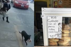 Perrito ‘roba cemitas’ vuelve a atacar. Lomito le arrebató bolsa de pan a mujer en Puebla, todo quedó captado en video