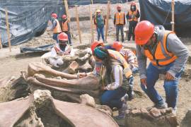 Continúa el descubrimiento: prevén hallar 25 mil huesos de mamut en Santa Lucía