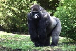 CNDH ya investiga la muerte del gorila Bantú