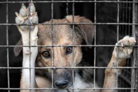 En Coahuila, aunque los índices están por debajo de la media nacional, el problema sigue siendo significativo.