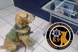 La Unidad Canina de la Policía de Torreón participa en las inspecciones realizadas en empresas de paquetería para detectar posibles sustancias ilícitas.